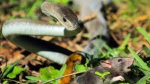 Das gift der schwarzen mamba ist jedoch deutlich tödlicher als das der klapperschlange. Schwarze Mamba Phoenix