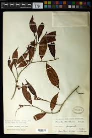 Image result for Rhabdophyllum arnoldianum