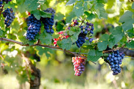 Fruit tree stock photos and images. Grape California Tropical Fruit Tree Nursery