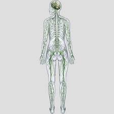 The peripheral nervous system consists of sensory neurons, ganglia (clusters of neurons) and nerves that connect the central nervous system to arms. Nervous System Rear View Poster 0086 00046 04d
