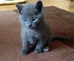 Pin Di Russian Blue