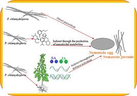 Image result for Crotalaria laburnoides