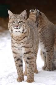 Do lynx cats make good pets? Canadian Lynx Pet For Sale Pet S Gallery