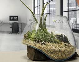 Molten Fusion Glass Terrarium X2f Wooden Base Terrarium Glass Terrarium Glass Bowl Terrarium
