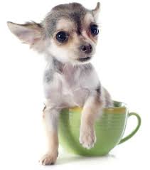 Definition of chihuahua (entry 2 of 2) 1 state of northern mexico bordering on the u.s. 21 Things Never To Say To A Chihuahua Dog Parent I Love My Chi