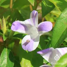 Image result for Barleria oxyphylla