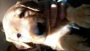 No more pups for a year. Litter Of 9 Golden Retriever Puppies For Sale In Dandridge Tn Adn 32763 On Puppyfinder Com Gender Puppies For Sale Golden Retriever Litter Golden Retriever