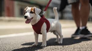 Visit belmont pet hospital in belmont, ca and save 25% on your vet bill with a pet plan by pet assure. Veterinarians In Toronto Ontario Rosedale Animal Hospital
