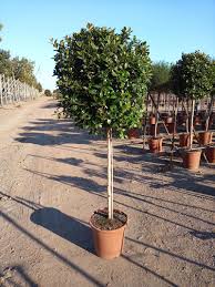 Image result for Eugenia