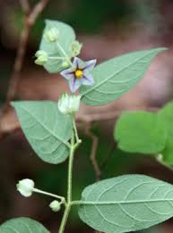 Image result for Solanum cyaneopurpureum