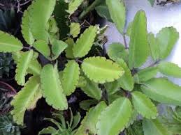 Nombre Cientifico Kalanchoe Pinnata Bryophyllum Pinnatum Otros Nombres Hoja Del Aire Yerba Bruj Planta De Hierbas Jardin De Vegetales Jardineria Y Plantas