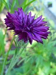 This Gorgeous Bachelor S Button Flower Was A Little Bit Bigger Than A Blumen
