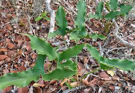 Image result for Stylochaeton