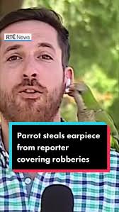 A parrot stole a Chilean reporter's earphone as he reported live