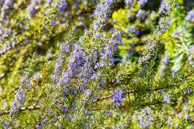 Image result for Rosmarinus officinalis