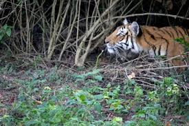 Disgruntled tiger charges an elephant ...