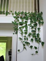 Photo By Dave Soemarko Hanging Plants Indoor Plant Decor Indoor Ivy Plant Indoor