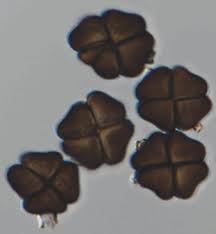 Image result for Crotalaria prolongata