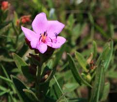 Image result for Heterotis canescens