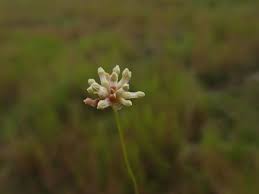 Image result for Burmannia