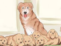 3 Ways To Care For A Large Litter Of Puppies Wikihow Pet