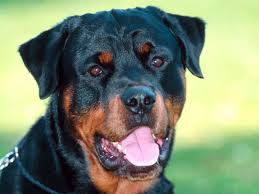 Rottweiler Wallpaper Beautiful Rottweiler Rottweiler Dog Rottweiler Puppies Dog Breeds