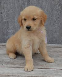 The reputable breeders represented on our website are strictly golden retriever breeders — meaning we know this breed uniquely, because that's all we do! Dark Golden Retriever Puppies For Sale Usa Canada Australia Uk