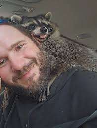 Raccoon as a Pet: Experiences and Desires