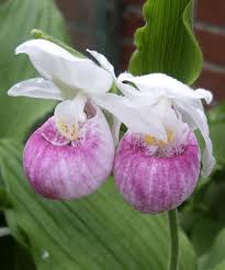 Garten Orchidee Cypripedium Reginae Rosa Freiland Frauenschuh Orchideen Bereit Zu Pflanzen Amazon De Garten Frauenschuh Orchidee Orchideen Und Bluhende Pflanzen