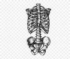Rib cage anatomy the rib cage, shaped in a mild cone shape and more flexible than most bone sets, is made up of varying elements such as the thoracic vertebra, 12 equally paired ribs, costal cartilage, and held together anteriorly by the sternum. Rib Cage Human Skeleton Human Skull Symbolism Tattoo Skeleton Rib Cage Tattoo Hd Png Download 467x700 6797313 Pngfind