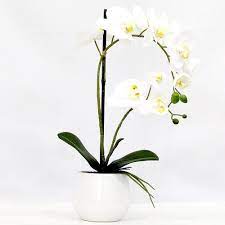 Real Touch Double Spray Artificial Orchid Briscoes Nz Artificial Orchids Artificial Plants Outdoor Artificial Plant Wall