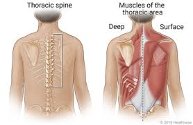 All superficial muscles associated with movements of the upper limb. Upper And Middle Back Thoracic Strain Care Instructions