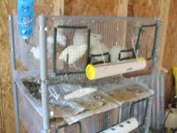 For more information on homemade quail cages, see the video below. Diy Quail Battery Cages Backyard Chickens Learn How To Raise Chickens