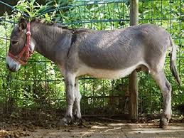 We did not find results for: Www Zootierliste De