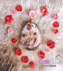 احلى صور عن القنفذ Cute Funny Animals Cute Animal Pictures Cute Animals