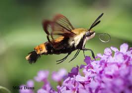 Maybe you would like to learn more about one of these? A Case Of Moth Envy Hummingbird Moths Of Our Area Wild Pollinator Partners