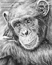 A Detailed And Realistic Drawing Of A Chimpanzee Using Graphite And Carbon Pencils 12 X18 Graphite And Carbon Illustration Wall Art Animal Art Etsy Wall Art