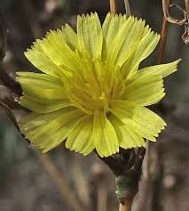 Image result for Lactuca setosa