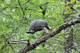 Maybe you would like to learn more about one of these? Guinea Fowl Roosting Im Baum Kostenloses Stock Bild Public Domain Pictures