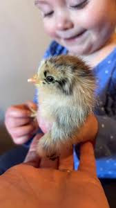 Silkie Chick Appearance and Breed Discussion