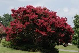 Check spelling or type a new query. Pruning A Crepe Myrtle Tree Thriftyfun