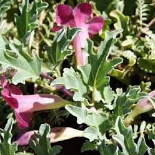 Image result for Harpagophytum zeyheri