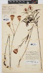 Image result for Pleiotaxis