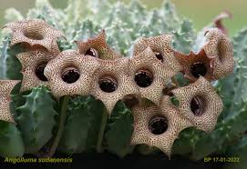 Image result for Huernia thuretii