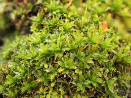 Image result for Lepidotrichilia