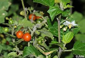 Image result for Solanum villosum