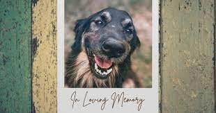 Tamara padgelek services a 90. Pet Loss Memorial Gift Ideas Pet Sitters International