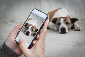 San diego | in home | pet euthanasia | melissa vollaire. Pet Telemedicine Carlsbad Ca Signature Veterinary Services