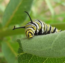 I've seen other beginners try to do this and it just doesn't work, what you need to say is Worm Caterpillar Leaf Eating Samsung Digital Camera Flickr