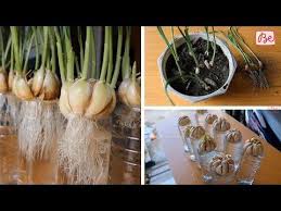 Epingle Sur Jardinage